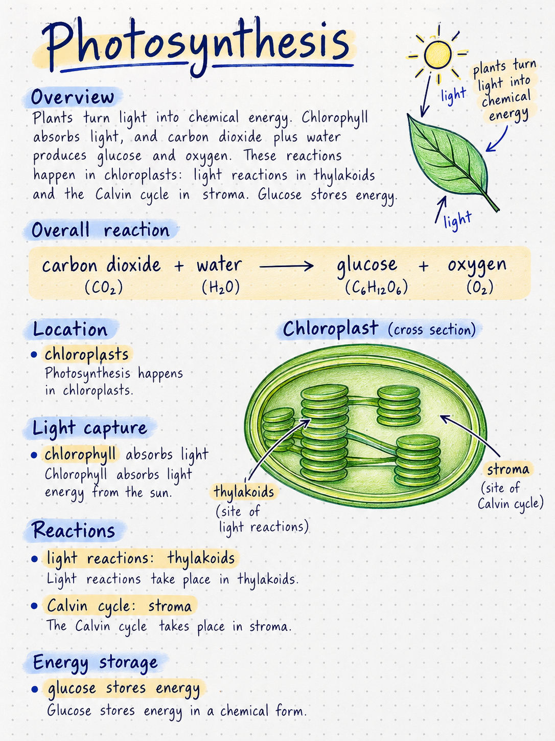 Detailed Study photosynthesis study note example